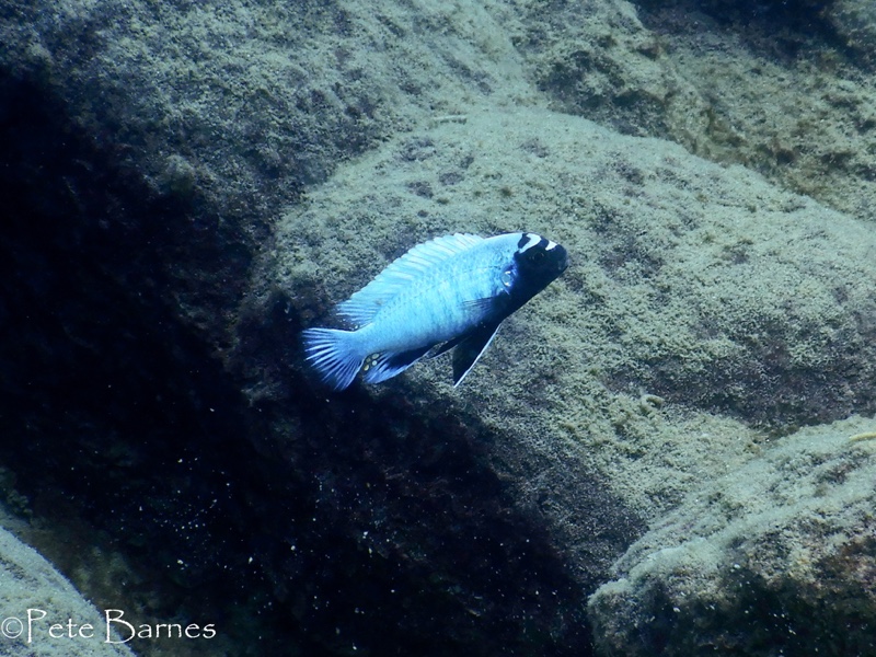 Pseudotropheus sp. 'polit' Lion's Cove